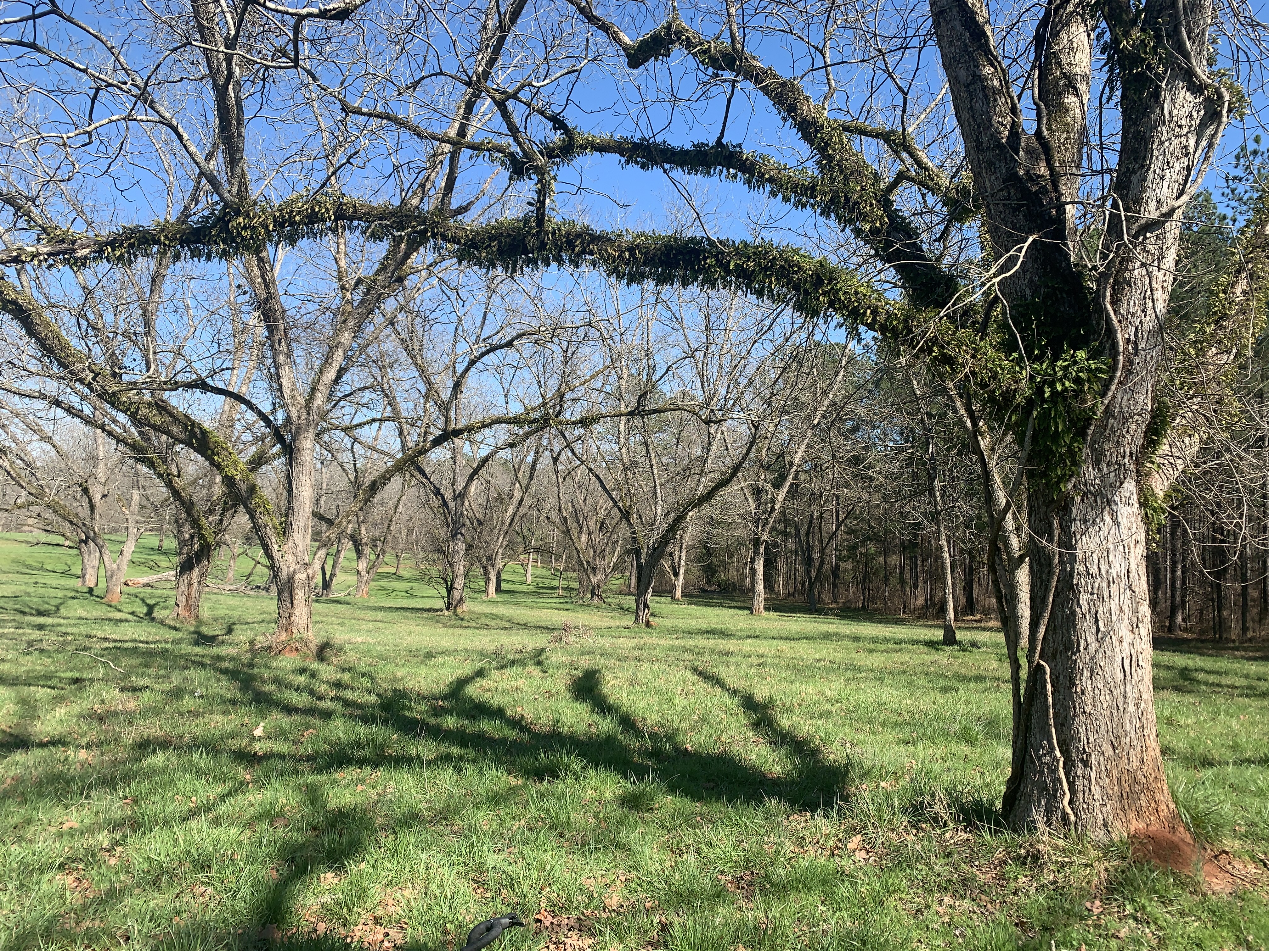 Pecan grove on the Red Clay Ramble route.
